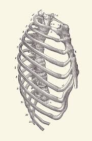 Anatomically, the spinal cord runs from the top of the highest neck bone (the c1 vertebra) to approximately the level of the l1 vertebra, which is the highest bone. Rib Cage Diagram Vintage Anatomy Print 2 Drawing By Vintage Anatomy Prints