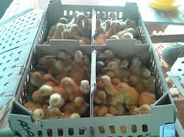 Adapun jenis pakan kedua jenis fase pertumbuhan ternak tersebut adalah 511, 511b, cp 11, bp 11, bp11b, np 11, no 11 b, hg 11, hg 11 b, 511sb. Harga Terbaru Pakan Unggas Sentralternaksemarang