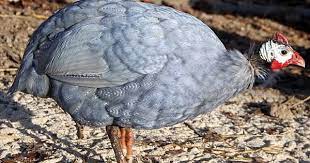 Pin On Cardinals Birds