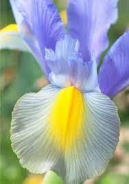 Pin On Irises