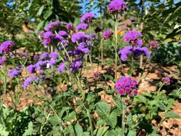 Image result for Ageratum houstonianum