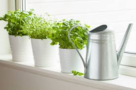 Herbs are both beautiful and useful. Make Your Own Apartment Herb Garden Power For Life Fitness