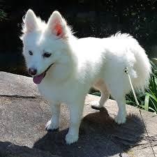 Find local pomsky puppies for sale and dogs for adoption near you. 1 Pomsky Puppies For Sale By Uptown Puppies