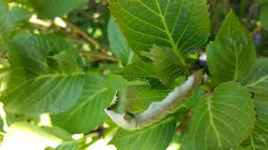 Learn how to these stunning beauties. Hydrangea Leaf Problems Common Problems To Look Out For Hydrangea Guide