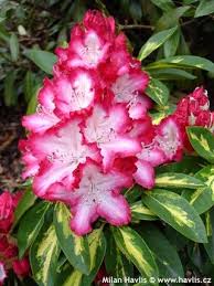 Rhododendron President Roosevelt Rhododendron Beautiful Flowers Flowering Trees