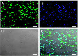 You need to enable javascript to vote. Carbon Quantum Dots And Their Applications Chemical Society Reviews Rsc Publishing