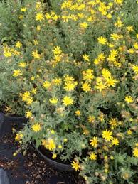 Image result for Heterotis canescens