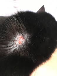 This is subreddit is only for cat pictures, so yeah. Anyone Know What This Is It S On His Back Kind Of Crusty He Can T Really Lick It I Don T Have A Lot Of Cat Experience We Put Antibiotic Ointment On It I