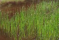 Image result for Eleocharis welwitschii