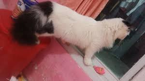 Terlebih kucing persia medium memiliki bulu yang lebat dan rentang terhadap jamur dan kutu. Pi2t Cathouse Piepit Pipit Twitter