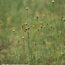 Image result for Xyris straminea