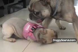 Why Dogs Bite Each Other S Ears When Playing How To Stop It