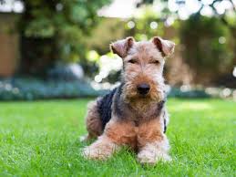The welsh terrier is a vigilant, active, cheerful dog that is affectionate and intelligent. Welsh Terrier Im Rasseportrait Zooroyal Magazin