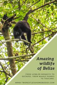 Wildlife Of Belize From Beach To Jungle And Howler Monkeys To Geckos Belize Belize Travel Central America Travel
