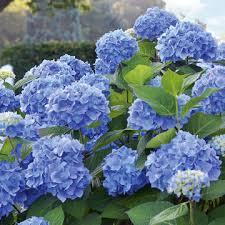 Beim schneiden von hortensien ist vorsicht geboten. Hortensien Schneiden So Wird S Gemacht Mein Schoner Garten