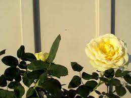 Prepare the soil before you plant the roses. St Patrick Rose Youtube