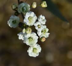 Image result for Spiraea prunifolia