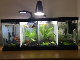 I saw a tutorial some where on line. The Split 4 Betta Tank I Started A Few Weeks Ago Imgur