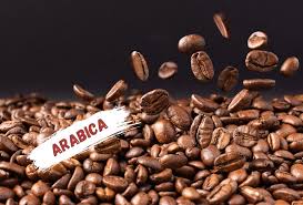 Image result for Coffea arabica