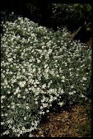 Image result for Pittosporum abyssinicum