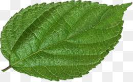 Browse relevant sites & find attention deficit hyperactivity disorder. Daun Png And Daun Transparent Clipart Free Download Cleanpng Kisspng