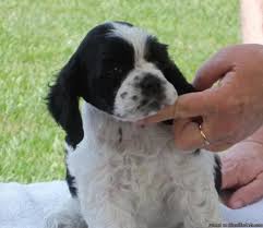 I have always said, all puppies are adorable and cute in every breed, but the american cocker spaniel remain beautiful all of their lives. Ack Cocker Spaniel Puppies Blk Wht Parti Price 500 00 For Sale In Fayetteville Arkansas Best Pets Online