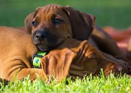 Image result for rhodéský ridgeback
