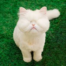 Pin On Cats