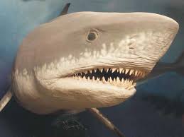 First, this prehistoric whale's teeth were even longer and thicker than those of megalodon, some of them measuring well over a foot long; Megalodon Mystery What Killed Earth S Largest Shark Live Science