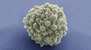 (image by lothar schermelleh) align=right/caption sometimes you accidentally bite your lip or skin your knee, but in a matter of days the wound heals. Synthetic Bacteria Like Minimal Cell Can Now Divide And Grow Like Natural Cells Do Technology News Firstpost