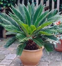 Cycas Revoluta Plante Verte Exterieur Amenagement Jardin Paysager Salon De Jardin Exterieur