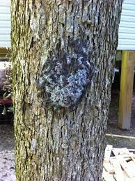 How To Get Rid Of Web Worms From Pecan Trees Texasbowhunter Com Community Discussion Forums