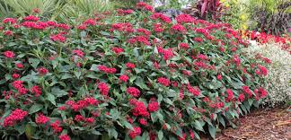 Image result for Pentarrhinum