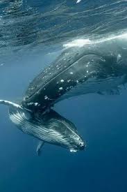 Kambur Balina Anne Veyavrusu Kambur Balina Balinalar Memeliler