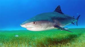 Sharks critical to ocean ecosystems ...