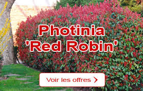 Pepiniere Jardinerie En Ligne Planfor Forums pour discuter de bac à fleur, voir ses formes composées, des exemples et poser vos questions. pepiniere jardinerie en ligne planfor