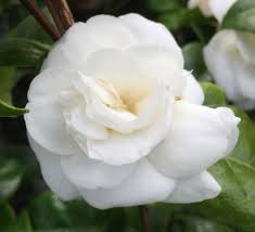 Camellia Japonica Nobilissima Kelways Camellia Growing Peonies Japonica