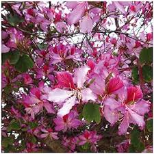 Image result for Bauhinia monandra