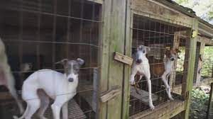 We work our fields with draft horses and have our dogs as pets here on the farm along with a few goats, and. 12 Ohio Puppy Mills On Humane Society S List Of The Horrible Hundred Wtte