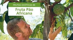 Image result for Treculia