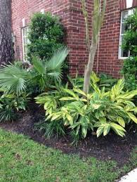 How To Prune Variegated Ginger Plants New Landscape Pinterest Ginger Plant Plants Landscaping Plants