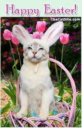 Happy Easter Everyone Easter Pets Easter Cats Cat Holidays