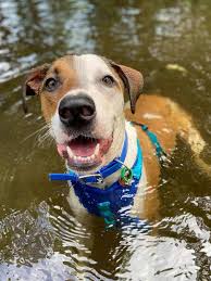 Maybe you would like to learn more about one of these? Cairns Post Cutest Dogs Top 100 Readers Pets Revealed Photos The Courier Mail