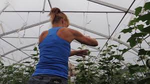Learn how to lower and lean cucumbers and tomatoes as well as other trellising techniques and ideas. Cucumber Drop Lean And Loop Technique Youtube