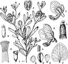 Image result for Polygala arenaria