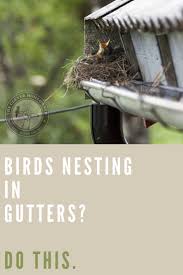 How To Get Rid Of Birds Nesting In Gutters In 2020 Gutters Birds Keep Birds Away
