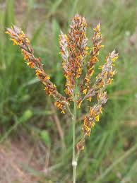 Image result for Alloteropsis