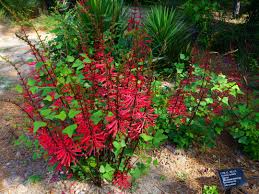 Image result for Erythrina × coddii