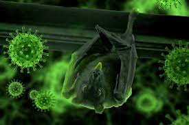 Nipah virus (niv) infection can be diagnosed during illness or after recovery. Nipah Virus Is Back Here S What We Know About It So Far Eastmojo