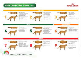How To Tell If Your Pet Is Overweight Cat Weight Chart Body Condition Cats